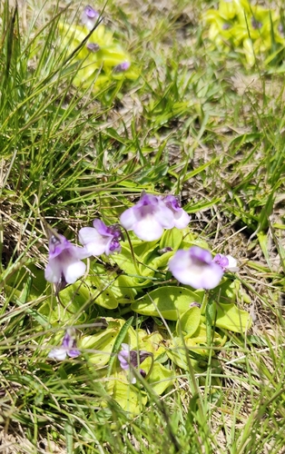 Pinguicula nevadensis