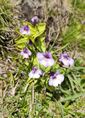 Pinguicula nevadensis