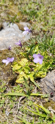 Pinguicula nevadensis
