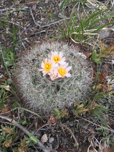 Mountain Ball Cactus