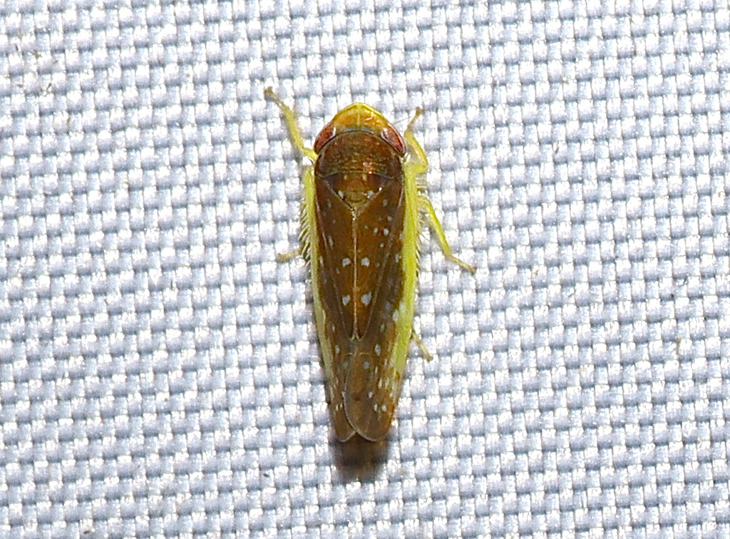Platymetopius koreanus
