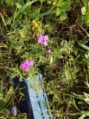 Glandularia aristigera