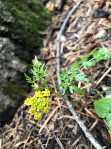 Cymopterus lemmonii, photograph 6