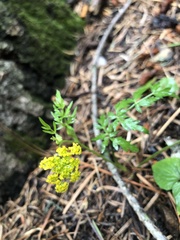 Cymopterus lemmonii, photograph (c) weaver, some rights reserved (CC BY-SA)