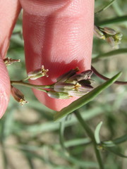 Streptanthus longirostris