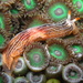 Dermatobranchus - Photo (c) Vishal Bhave, some rights reserved (CC BY-NC-SA), uploaded by Vishal Bhave