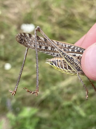 White-faced Bush-cricket