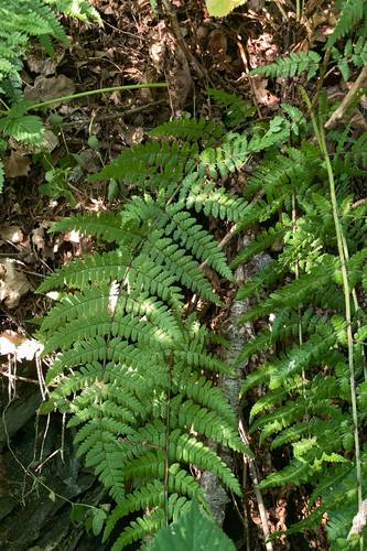 Dryopteris remota observed 2026-07-17