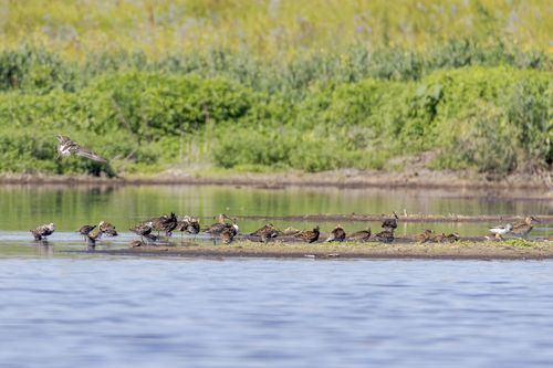 iNaturalist image