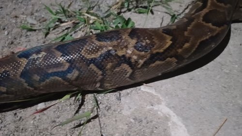 African Rock Python