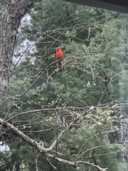 Cardinalis cardinalis cardinalis
