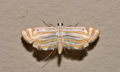 Parapoynx villidalis