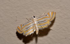Parapoynx villidalis