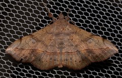 Anticarsia irrorata