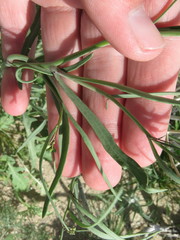 Streptanthus longirostris