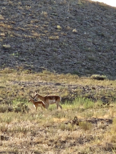 Pronghorn