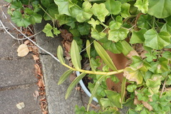 Epidendrum × obrienianum
