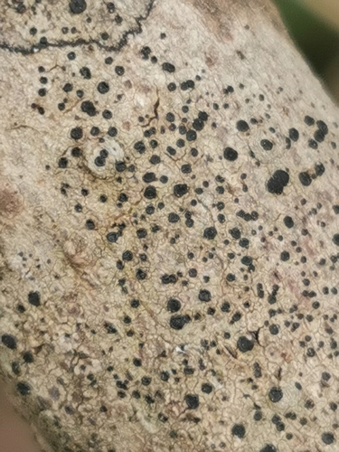 Rusvoji skyvytė nuotrauka