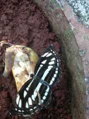 Neptis hylas