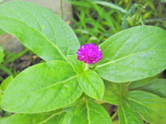 Gomphrena globosa