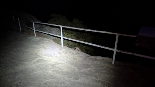 Ringtail observed by scrufflyexplorer