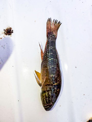 Dormitator maculatus