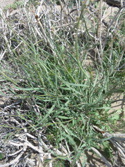 Streptanthus longirostris