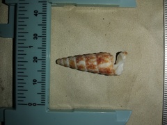 Turritella gonostoma