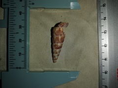 Image of Turritella gonostoma