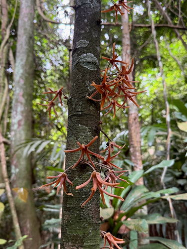 Polyalthia cauliflora observed 2026-07-17