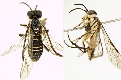 Tenthredo vittipleuris
