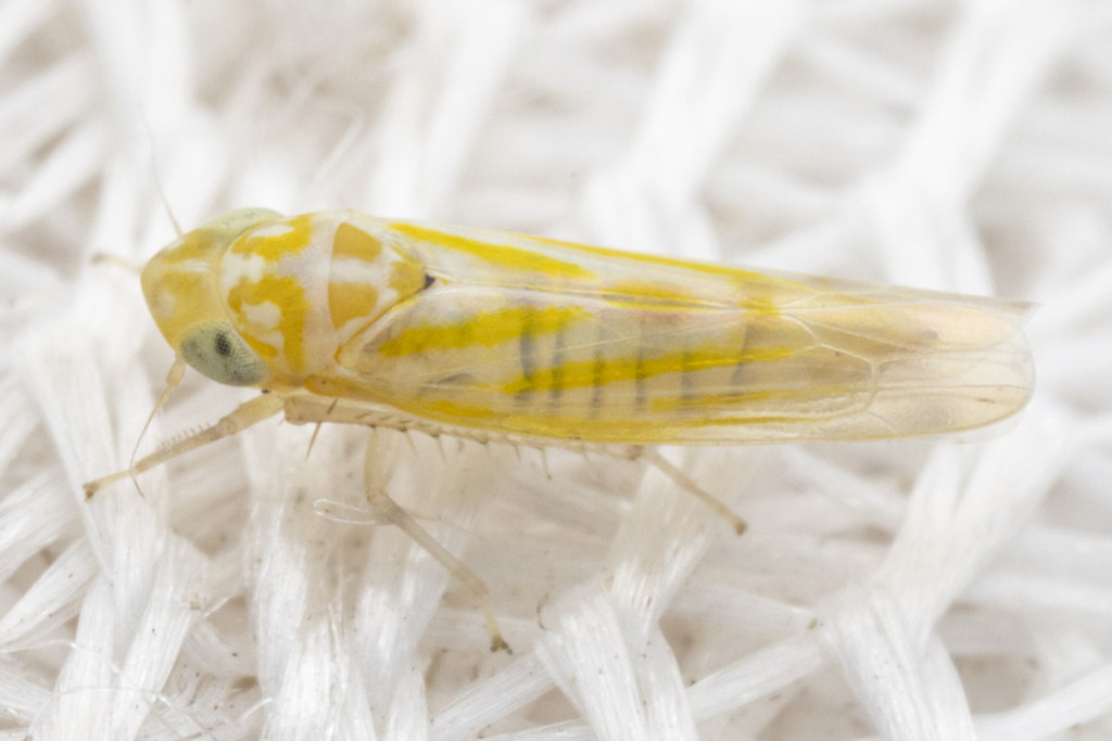 Zyginama pinalensis