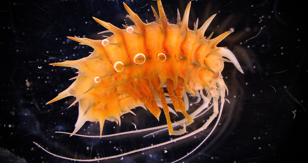 Paramphithoe hystrix