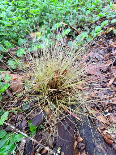 Tillandsia bartramii, photograph 5