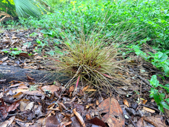Tillandsia bartramii, photograph (c) Melissa Meadows, some rights reserved (CC BY)