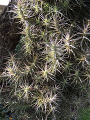 Tillandsia cauligera