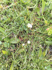 Plagiobothrys chorisianus chorisianus