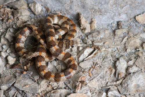 Photo of a Thomas' Semi-banded Racer (Platyceps thomasi)
