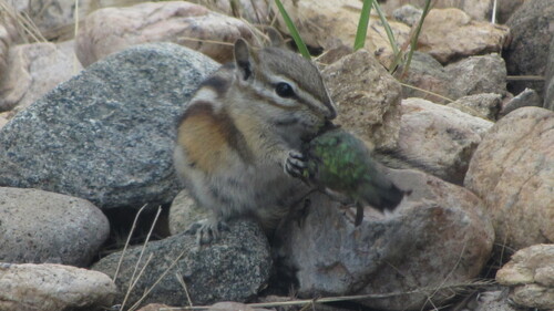 Least Chipmunk observed by rdclark86
