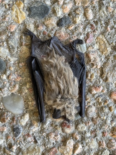 Big Brown Bat observed by samsonjs