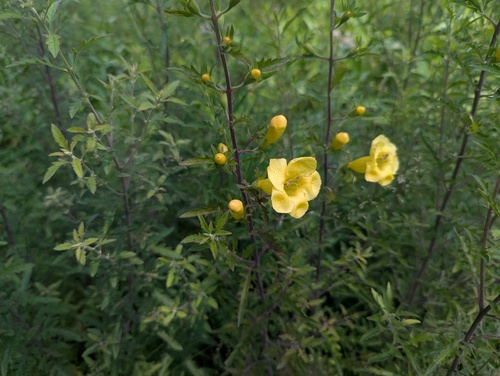 Aureolaria grandiflora, photograph 3