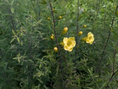 Aureolaria grandiflora, photograph (c) Ryan Sorrells, some rights reserved (CC BY)