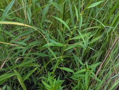 Ludwigia polycarpa