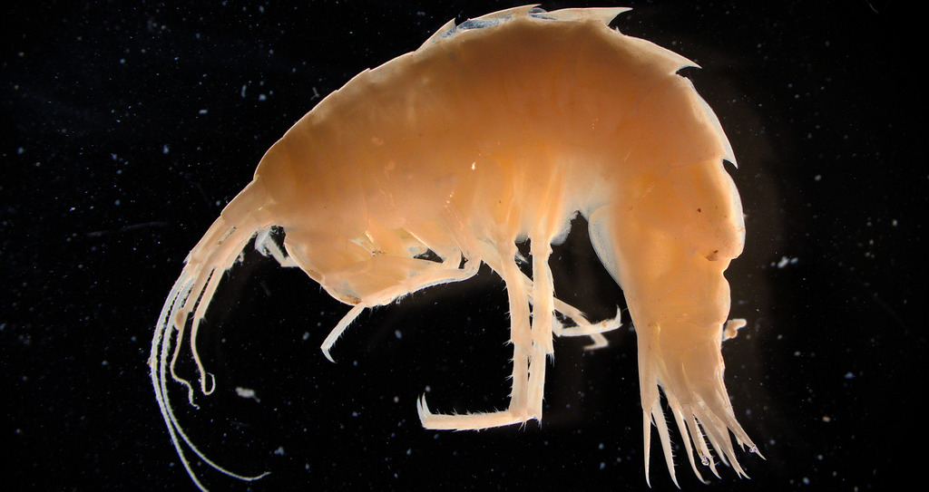 Eusirus cuspidatus