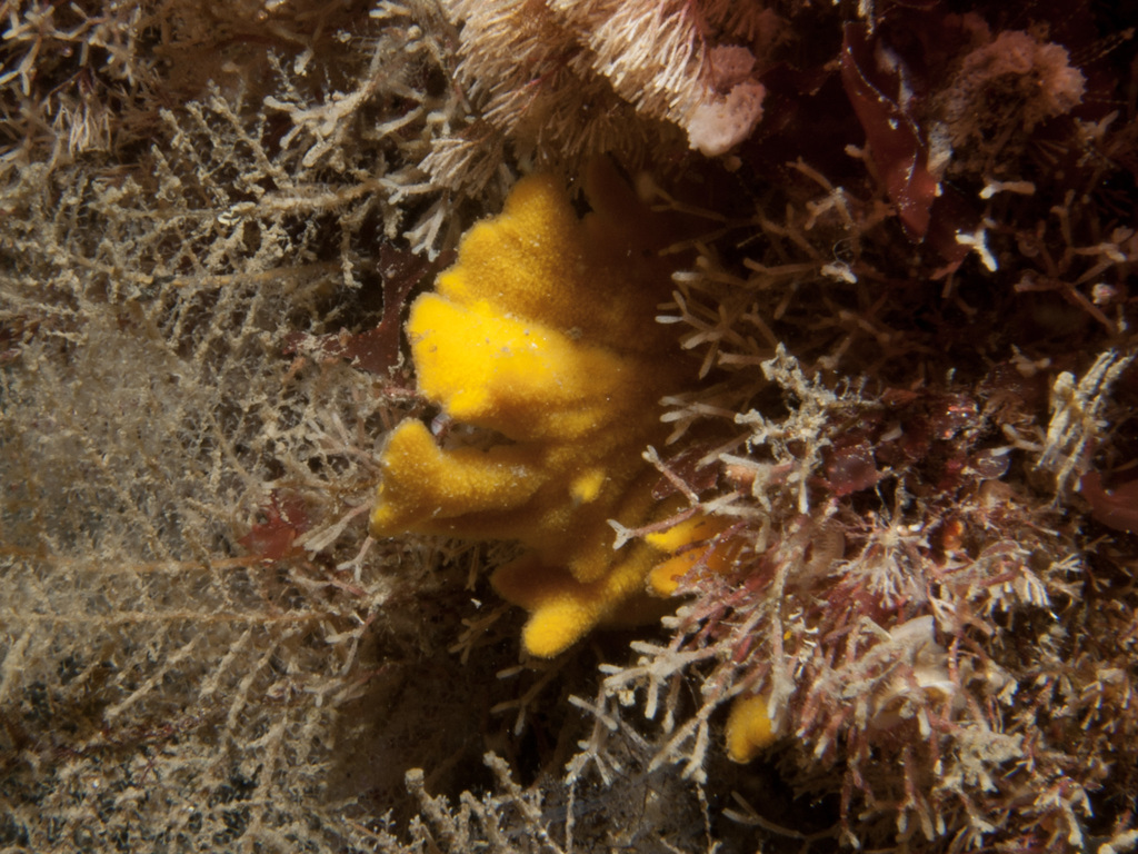 Endectyon delaubenfelsi