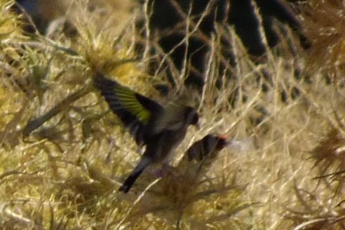 Balkan Goldfinch