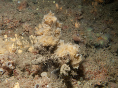 Hymeniacidon kitchingi