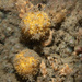 Orange Puffball Sponge - Photo (c) Bernard Picton, some rights reserved (CC BY), uploaded by Bernard Picton