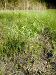 Peucedanum morisonii