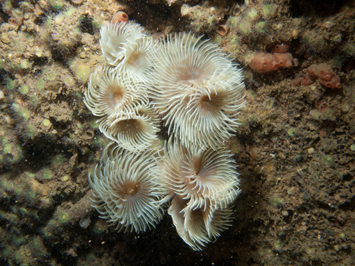 Bispira volutacornis